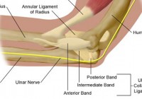 How Pitchers Tear the Ulnar Collateral Ligament How Pitchers Tear the Ulnar Collateral Ligament