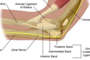How Pitchers Tear the Ulnar Collateral Ligament How Pitchers Tear the Ulnar Collateral Ligament